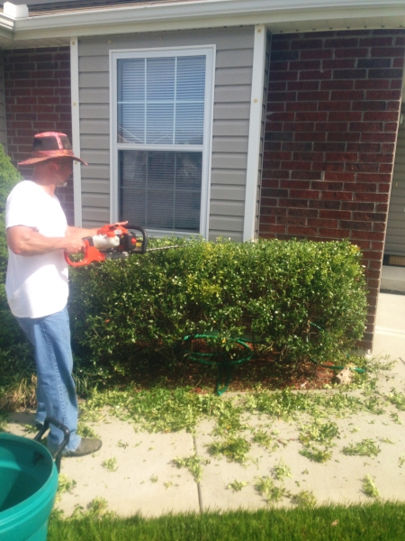 Hedge Trimming in Independence, MO - ALPM Clients Image-1